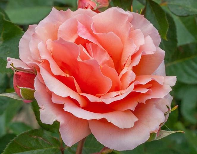 Rosa 'Apricot Candy', Rose 'Apricot Candy', Rosa 'Meibedull', Hybrid Tea Roses, Shrub Roses, Pink Roses, Apricot Roses